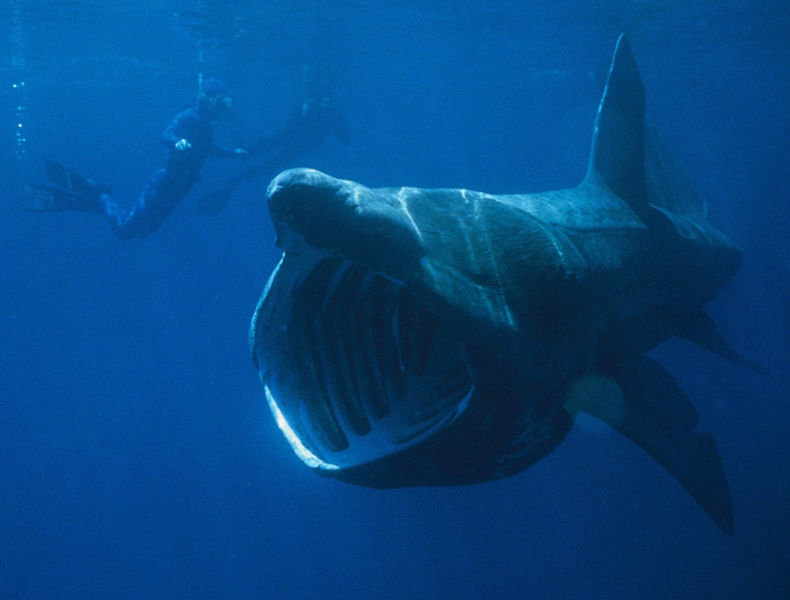 Basking Shark