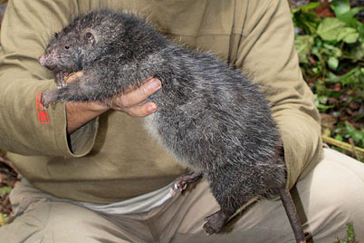 Giant Rat