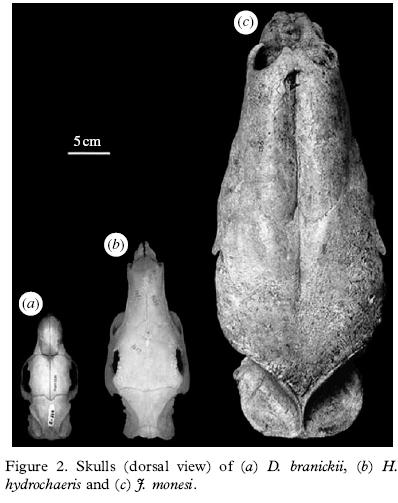 rodent skulls