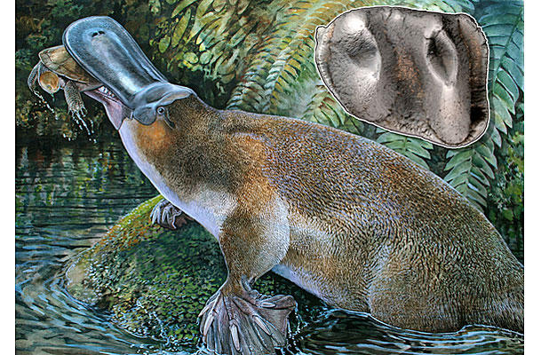 Godzilla platypus obdurodon tharalkooschild