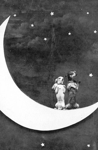 Dogs on the Moon
