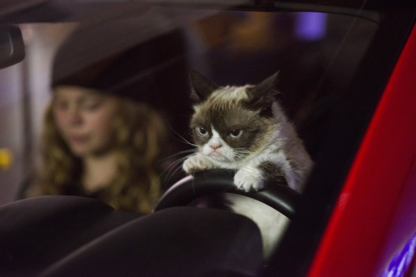 Grumpy Cat Christmas Car