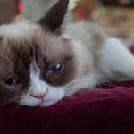 Grumpy Cat Worst Christmas Ever Lifetime