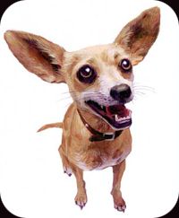 Taco Bell Chihuahua Star Wars
