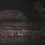 Boa vs Python