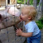 Pig Flu lick