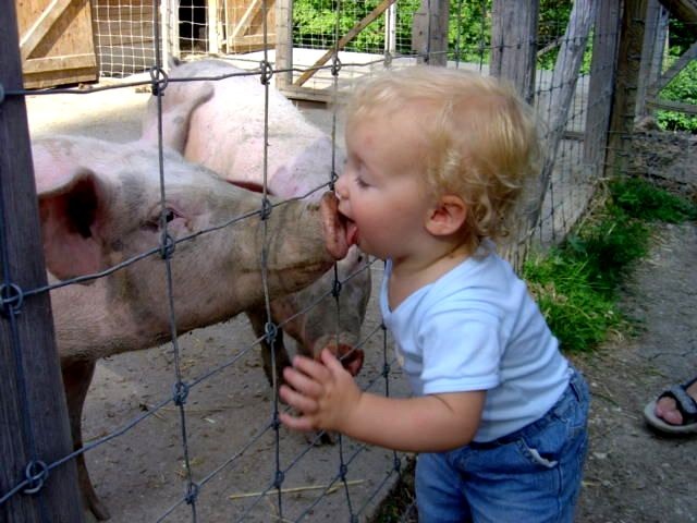 Pig Flu lick