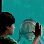 A Dolphin Tale