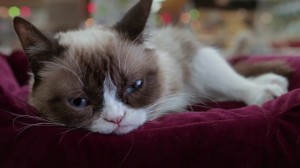 Grumpy Cat Worst Christmas Ever Lifetime